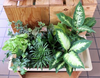 Green Houseplants - 4 in. from Aladdin's Floral in Idaho Falls