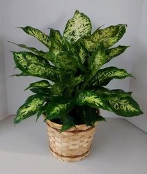 Dieffenbachia Plant from Aladdin's Floral in Idaho Falls