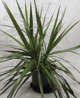 Dracaena Plant
