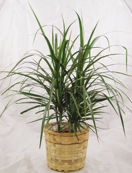 Dracaena Plant 