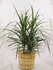 Dracaena Plant 