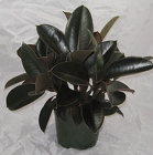 Rubber Plant