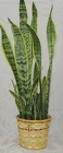 Sansevieria Plant 