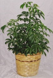 Schefflera 