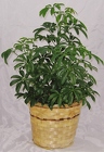 Schefflera 