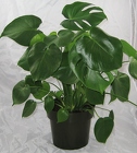Split Leaf Plant