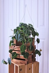 "Brasil" Philodendron from Aladdin's Floral in Idaho Falls