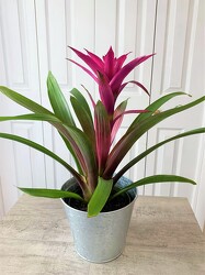 Bromeliad Plant from Aladdin's Floral in Idaho Falls