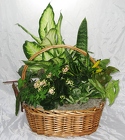 Basket Dish Garden