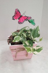 Butterfly Box from Aladdin's Floral in Idaho Falls
