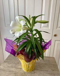 Easter Lily from Aladdin's Floral in Idaho Falls