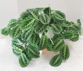 Prayer Plant from Aladdin's Floral in Idaho Falls
