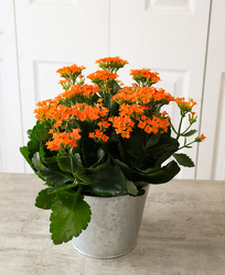 Kalanchoe from Aladdin's Floral in Idaho Falls