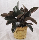 Rubber Plant 