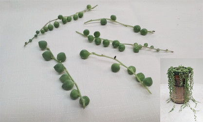 Senecio "String of Beads" Cuttings from Aladdin's Floral in Idaho Falls