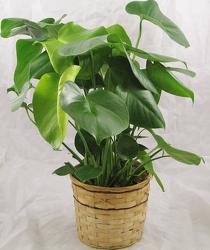 Split Leaf Plant 