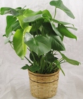 Split Leaf Plant 