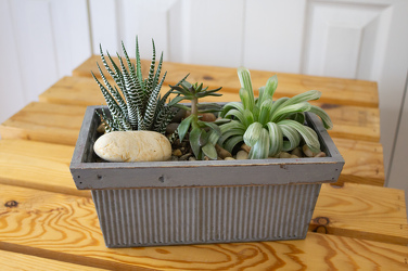 Succulent Planter from Aladdin's Floral in Idaho Falls
