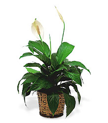 Small Spathiphyllum Plant 