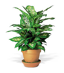 Dieffenbachia