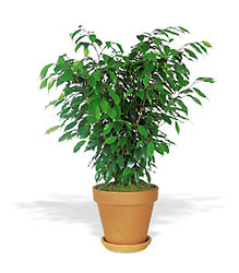 Ficus Bush