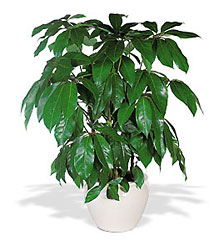 Schefflera