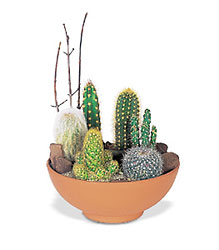 Cactus Garden