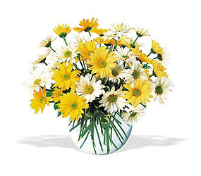 Daisies