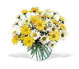 Daisies