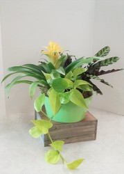 Tropical Dish Garden from Aladdin's Floral in Idaho Falls