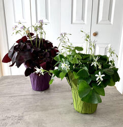 Oxalis "Shamrock" from Aladdin's Floral in Idaho Falls