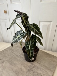 Alocasia Elephant Ear from Aladdin's Floral in Idaho Falls