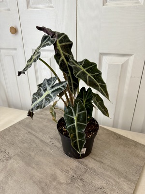 Alocasia Elephant Ear from Aladdin's Floral in Idaho Falls