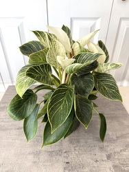 Birkin Plant from Aladdin's Floral in Idaho Falls