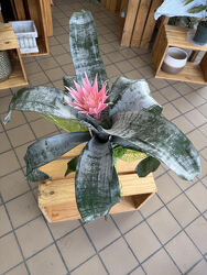 Bromeliad Plant from Aladdin's Floral in Idaho Falls