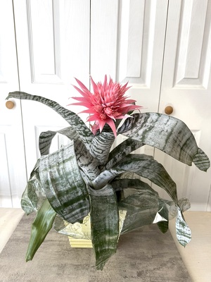 Bromeliad Plant from Aladdin's Floral in Idaho Falls