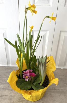 Spring Bulb Garden from Aladdin's Floral in Idaho Falls