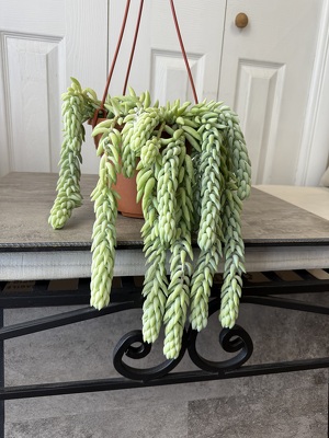 Burro's Tail from Aladdin's Floral in Idaho Falls