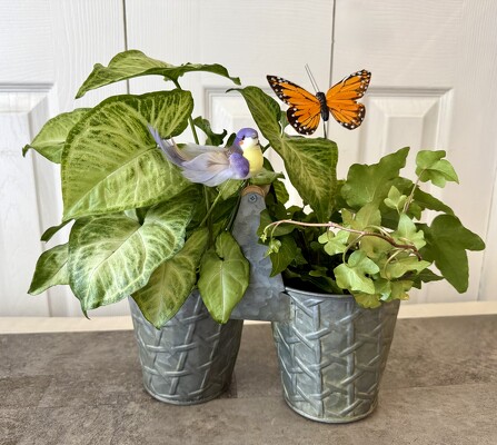 Butterfly and Bird Plant Duo from Aladdin's Floral in Idaho Falls