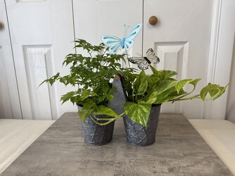 Butterfly Duo Plant from Aladdin's Floral in Idaho Falls