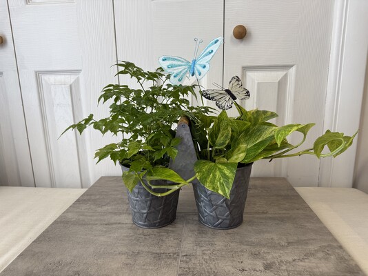 Butterfly Duo Plant from Aladdin's Floral in Idaho Falls