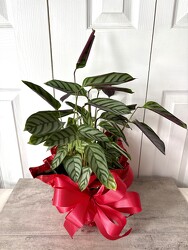 Calathea Freddie from Aladdin's Floral in Idaho Falls
