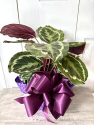 Calathea Medallion from Aladdin's Floral in Idaho Falls