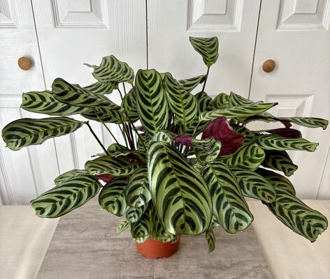 Calathea Exotica from Aladdin's Floral in Idaho Falls