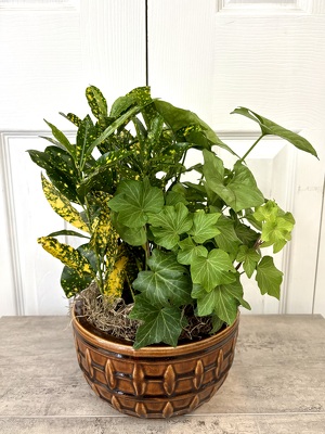 Ceramic Dish Garden 8 Inch from Aladdin's Floral in Idaho Falls