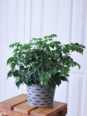 Radermachera "China Doll" from Aladdin's Floral in Idaho Falls