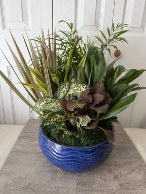 Ceramic Dish Garden 12 Inch from Aladdin's Floral in Idaho Falls