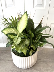 Ceramic Dish Garden 10 Inch from Aladdin's Floral in Idaho Falls