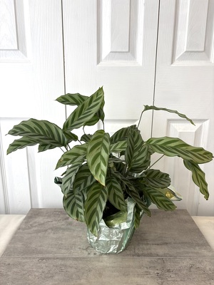 Calathea Freddie from Aladdin's Floral in Idaho Falls