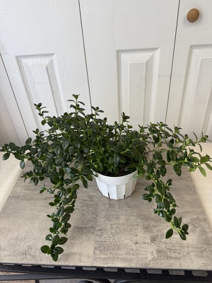 Goldfish Plant from Aladdin's Floral in Idaho Falls